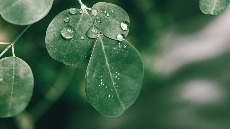 The Most Important Moringa Benefits for Hair