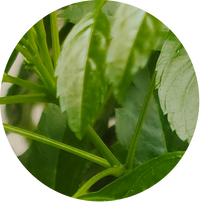 Neem Wood