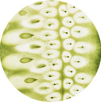 Biomimetic Lipid